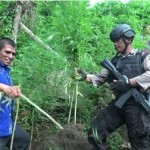 BNNK Aceh Selatan Temukan Ladang Ganja di Bakongan Timur