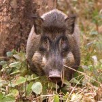 Diobrak-abrik Hama Babi, Perkebunan Jagung Warga Gayo Lues