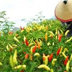 Harga Cabai Turun, Petani Gayo Lues Merugi