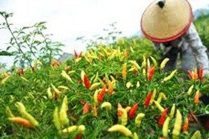 Harga Cabai Turun, Petani Gayo Lues Merugi
