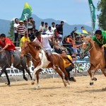 59 Kuda Gayo Lues Ikut Pacuan Kuda HUT Kabupaten Bener Meriah