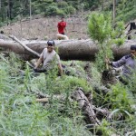 Polisi Gayo Lues ‘Panen’ Belasan Ribu Batang Ganja