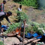 Hanya Pakai CD, Tiga Petani Ganja  Lolos dari Kejaran Polisi