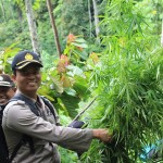 Batang Ganja Hutan Leuser