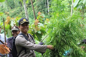 Batang Ganja Hutan Leuser