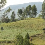 Petani Jagung di Gayo Lues Beralih Tanam Sere