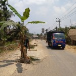 Warga Tanam Pohon Pisang di Ruas Jalan