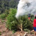 26 Hektar Ladang Ganja Dimusnahkan di Gayo Lues