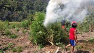 26 Hektar Ladang Ganja Dimusnahkan di Gayo Lues