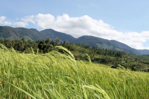 padi gayo lues