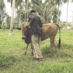 Seorang peternak sapi memantau kesehatan sapinya.