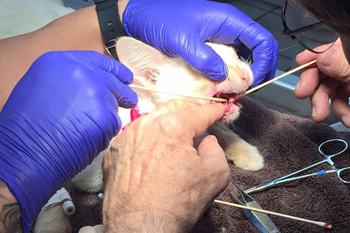 Proses Operasi Duchess Kucing Ramah Senyum. (Foto dari Boredpanda.com)