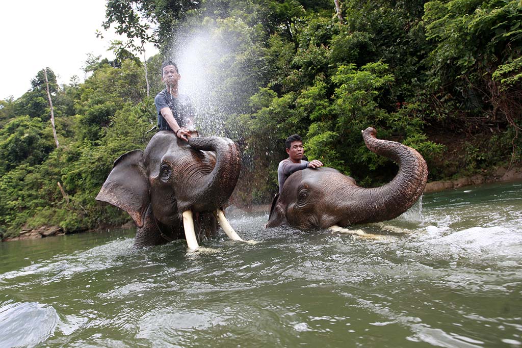 Patroli Gajah Conservation Response Unit (CRU) Sampoiniet. (PM/Oviyandi Emnur)