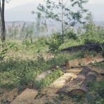 Penebangan pohon pinus di untuk dijadikan kayu olahan. (Pikiran Merdeka/Pozan Matang)Penebangan pohon pinus di untuk dijadikan kayu olahan. (Pikiran Merdeka/Pozan Matang)