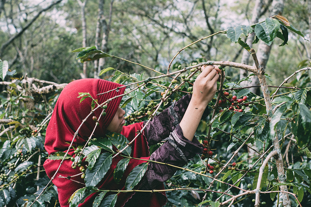 Seorang gadis memetik kopi merah di perkebunan kopi Arabika Bene Seorang gadis memetik kopi merah di perkebunan kopi Arabika Bener Meriah. (Foto www.freebiespic.com)