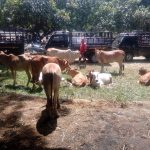 Aktifitas pedagang sapi dan kambing di pasar hewan Pulo Sanggar, Aceh Tenggara. (Pikiran Merdeka/Sapti Andri)