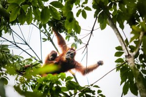 Menyelamatkan Orangutan Tersesat
