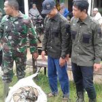 Warga Subulussam Tangkap Ular Piton Raksasa Sepanjang 7 Meter