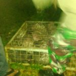 Selundupkan 40 Ekor Landak ke Aceh, Oknum TNI AU Ditangkap Polhut