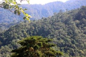 Masuk Hutan Lindung, KPH Hentikan Pembangunan Jalan di Menggamat
