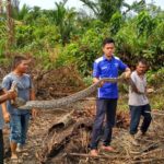 Warga Abdya Temukan Ular Piton Sepanjang 4 Meter