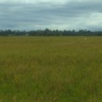 Pengolahan Sawah di Kecamatan Jeumpa Baru 30 Persen