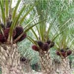 PT Asdal Bantah Serobot Lahan Warga Trumon Timur