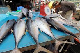 Stok Menipis dan Bulan Maulid, Harga Ikan di Pidie Melonjak Naik