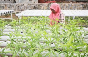 Pacu Income Keluarga Lewat Tanaman Hidroponik