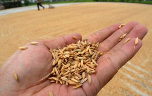 Harga Gabah di Abdya Melambung