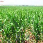 Pemkab Abdya Kembangkan 20.000 Hektare Jagung