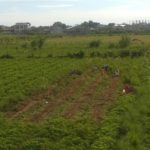 Petani Abdya Mulai Panen Kacang Tanah