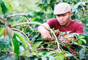 Panen kopi gayo di perkebunan kopi desa Jamur Uluh. (foto Fauzan My)
