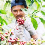 Panen kopi gayo di perkebunan kopi desa Jamur Uluh. (foto Fauzan My)