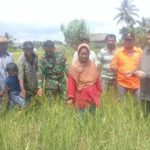 Puluhan Hektar Sawah di Nagan Diserang Hama, Dewan Minta Pemerintah Turun Tangan