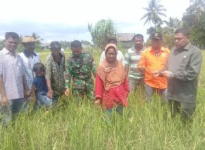 Puluhan Hektar Sawah di Nagan Diserang Hama, Dewan Minta Pemerintah Turun Tangan