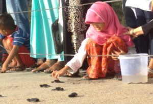 149 Ekor Tukik Kembali Dilepas di Aceh Jaya