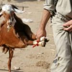 Dua Pencuri Kambing Dibekuk Polisi di Pidie Jaya