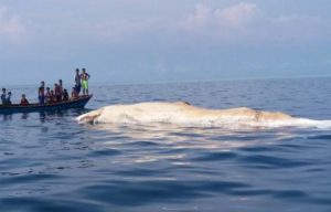 Bangkai Paus Raksasa di Pulau Banyak Gagal Dikuburkan
