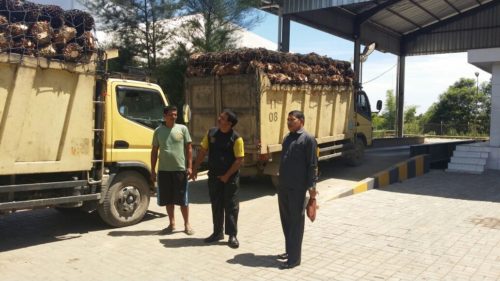 Jelang Lebaran, Harga TBS Sawit Turun di Nagan Raya