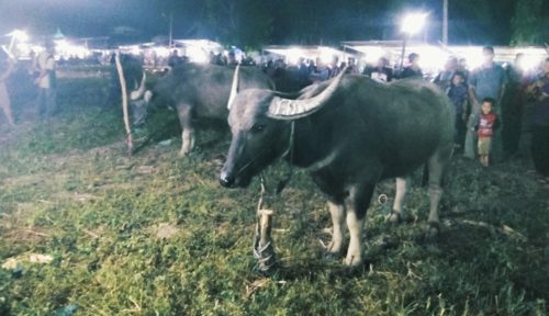 Jelang Idul fitri, Ada Tradisi Sembelih Kerbau Serentak di Lipat Kajang