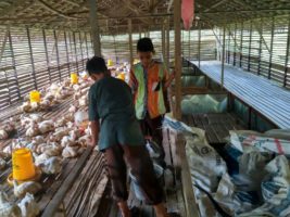 Aceh Barat Berdayakan Pesantren untuk Tingkatkan Produksi Ayam dan Telur