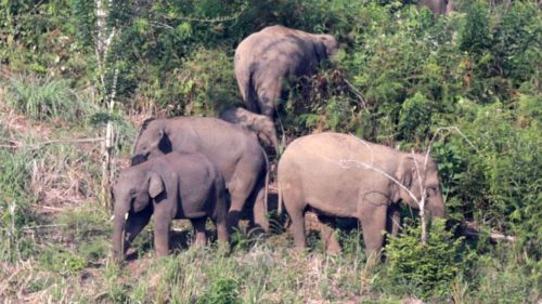 Puluhan Gajah Liar Rusak Kebun Warga di Bener Meriah