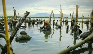 Denyut Ekonomi Pencari Tiram di Bantaran Alue Naga