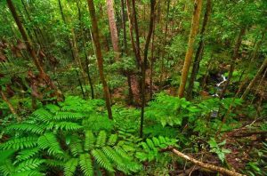 Hari Hutan Sedunia 21 Maret, Ini Sejarahnya