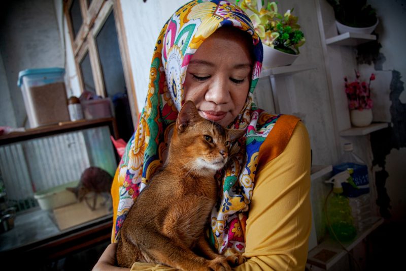 Kucing jenis abisinia milik Dr Natalina. (Foto/Oviyandi Emnur) Kucing jenis abisinia milik Dr Natalina. (Foto/Oviyandi Emnur)