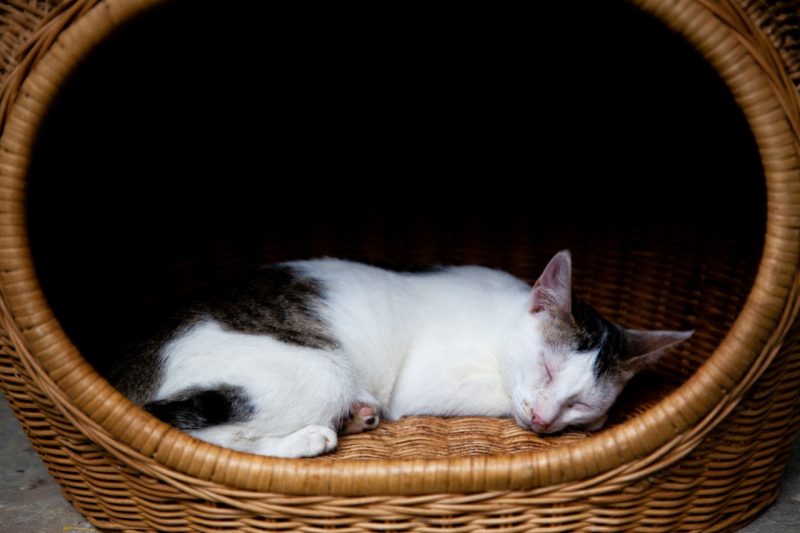 Foto kucing tidur piaraan Natalina. (Foto/Oviyandi Emnur)