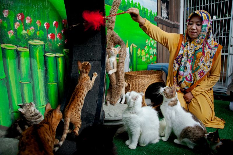 Dr Natalina bersama kucing-kucing piaraannya. (Foto/Oviyandi Emnur) Dr Natalina bersama kucing-kucing piaraannya. (Foto/Oviyandi Emnur)