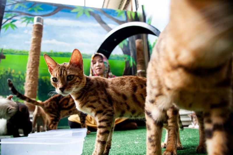 Salah satu jenis kucing bengal peliharaan Dr Natalina. (Foto/Oviyandi Emnur) Foto kucing bengal belang harimau.