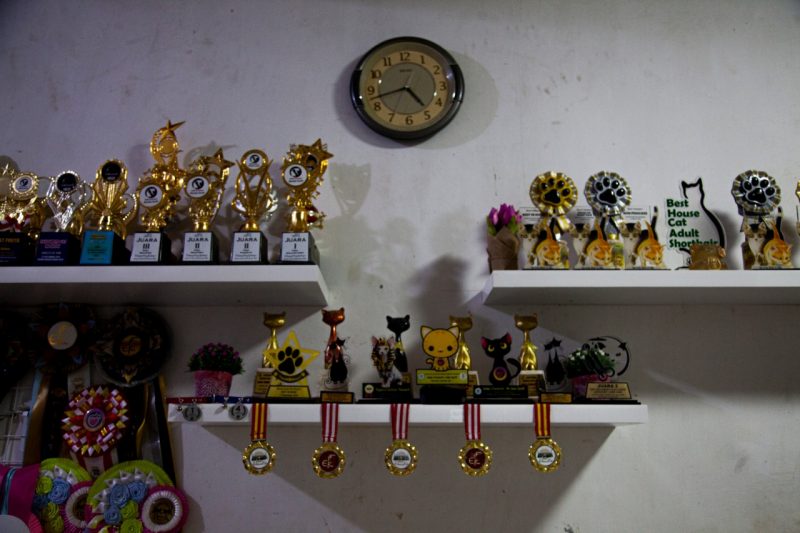 Deretan penghargaan kompetisi kucing yang diraih Natalina dari tingkat nasional dan internasional. (Foto/Oviyandi Emnur) Deretan penghargaan kompetisi kucing yang diraih Natalina dari tingkat nasional dan internasional. (Foto/Oviyandi Emnur)